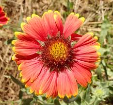 Image result for Gaillardia pulchella