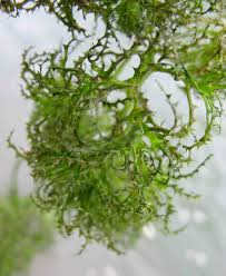 Attēlu rezultāti vaicājumam “Najadaceae”