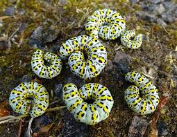 Attēlu rezultāti vaicājumam “Cucullia verbasci larva”