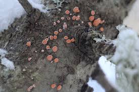 Attēlu rezultāti vaicājumam “Aleurodiscus amorphus”