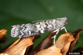 Attēlu rezultāti vaicājumam “Dioryctria abietella”