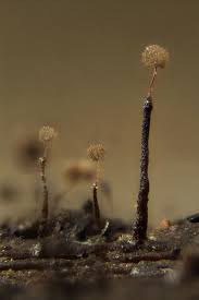 Attēlu rezultāti vaicājumam “Clastoderma debaryanum”