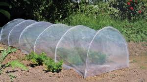 Attēlu rezultāti vaicājumam “Licea minima sessile”