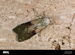 Attēlu rezultāti vaicājumam “Aphomia sociella male”