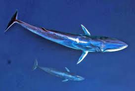 Image result for Balaenoptera omurai