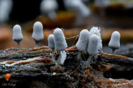 Attēlu rezultāti vaicājumam “Arcyria cinerea stalked”