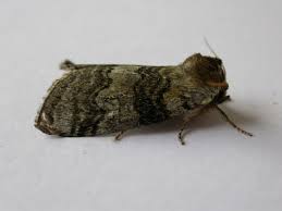 Attēlu rezultāti vaicājumam “Tethea or”