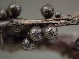 Attēlu rezultāti vaicājumam “Lamproderma pseudomaculatum macro”