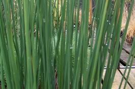 Attēlu rezultāti vaicājumam “Juncus nastanthus”