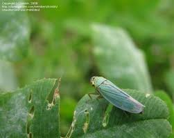 Attēlu rezultāti vaicājumam “Cicadella viridis female”