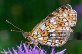 Attēlu rezultāti vaicājumam “Clossiana selene”
