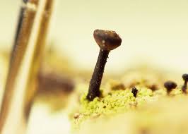 Attēlu rezultāti vaicājumam “Calicium viride”