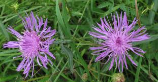 Attēlu rezultāti vaicājumam “Centaurea jacea”
