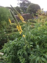 Image result for Agrimonia eupatoria