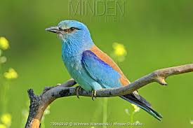 Attēlu rezultāti vaicājumam “Coracias garrulus adult”