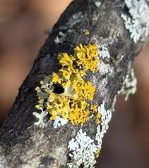 Attēlu rezultāti vaicājumam “Xanthoria parietina”