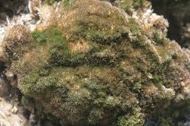 Attēlu rezultāti vaicājumam “Eucladium verticillatum”