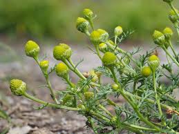 Attēlu rezultāti vaicājumam “Matricaria discoidea”