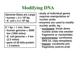 Image result for genome sizes