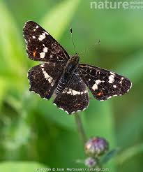 Attēlu rezultāti vaicājumam “Araschnia levana”