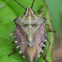 Attēlu rezultāti vaicājumam “Carpocoris sp. nymph”