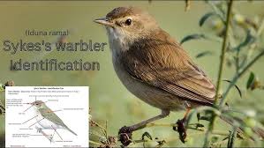 Image result for Hippolais caligata