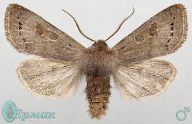 Attēlu rezultāti vaicājumam “Orthosia populeti”