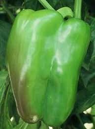 Afbeeldingsresultaat voor giant 3 sweet pepper