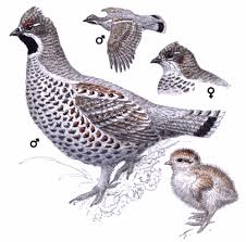 Attēlu rezultāti vaicājumam “Bonasa bonasia eggs”