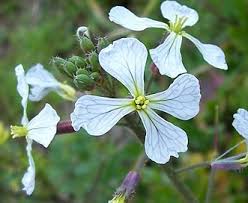 Attēlu rezultāti vaicājumam “Raphanus raphanistrum”