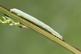 Attēlu rezultāti vaicājumam “Cleora cinctaria”