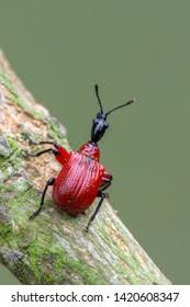 Attēlu rezultāti vaicājumam “Apoderus coryli”