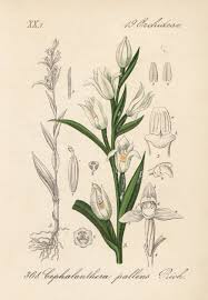 Attēlu rezultāti vaicājumam “Cephalanthera longifolia”