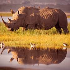 Image result for Rhyl Rhinos