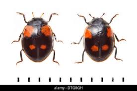 Attēlu rezultāti vaicājumam “Adalia bipunctata imago”