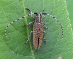 Attēlu rezultāti vaicājumam “Agapanthia villosoviridescens”