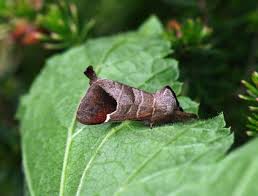 Attēlu rezultāti vaicājumam “Clostera curtula”