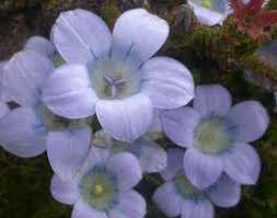 Attēlu rezultāti vaicājumam “Campanulaceae”