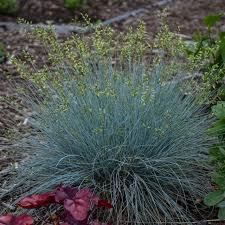 Attēlu rezultāti vaicājumam “Festuca altissima flower”