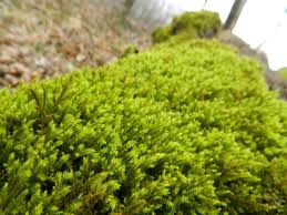 Attēlu rezultāti vaicājumam “Anomodon longifolius”