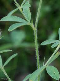 Attēlu rezultāti vaicājumam “Trifolium arvense fruit”