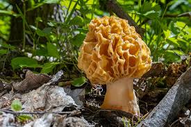 Attēlu rezultāti vaicājumam “Morchella sp.”