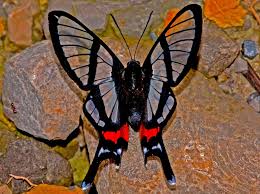 Attēlu rezultāti vaicājumam “Riodinidae”