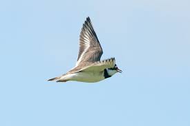 Attēlu rezultāti vaicājumam “Charadrius hiaticula adult”