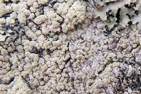 Attēlu rezultāti vaicājumam “Pertusaria coccodes”