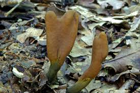 Attēlu rezultāti vaicājumam “Cordyceps ophioglossoides”
