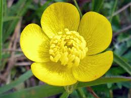 Attēlu rezultāti vaicājumam “Ranunculus bulbosus flower”