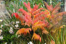 Attēlu rezultāti vaicājumam “Rhus typhina flower”