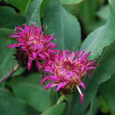 Attēlu rezultāti vaicājumam “Centaurea scabiosa fruit”