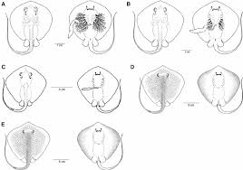 Image result for Dasyatis chrysonota
